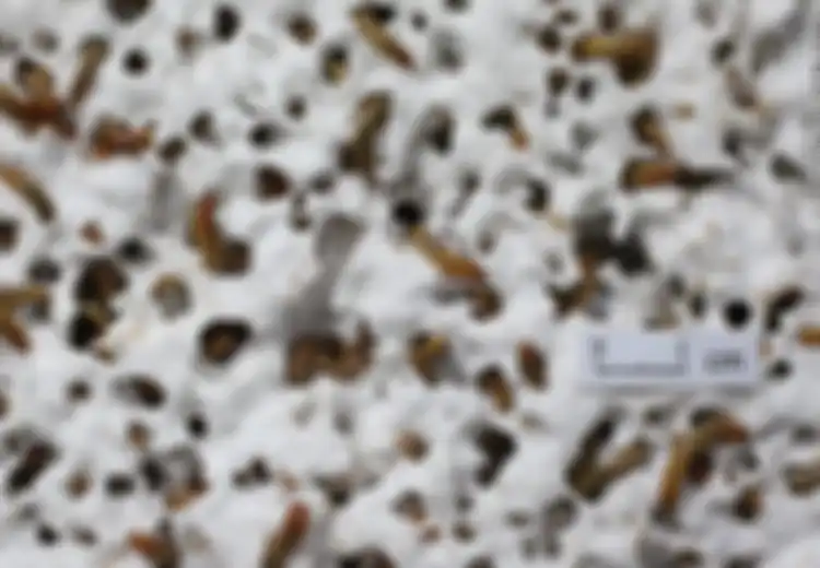 Squirmy Mealworms, Cacing Pelahap Plastik dan Styrofoam, Hancurkan Sampah Plastik Bak Palu Godam
