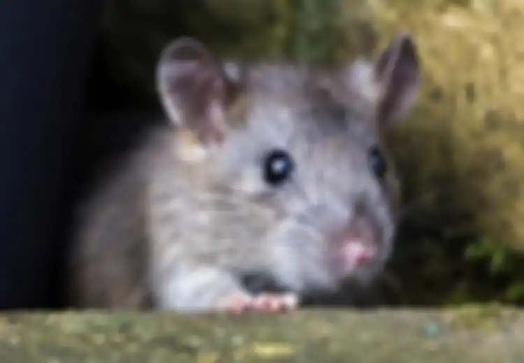 Tak Perlu Jebakan Tikus, Cukup Gunakan Saja 3 Bahan di Dapur Ini untuk Usir Tikus Secara Efektif!