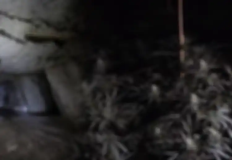 Inilah Kebun Ganja Tersembunyi yang Disebut sebagai Salah Satu Terbesar di Dunia, Awal Mula Terbongkarnya Gara-gara Hal Sepele