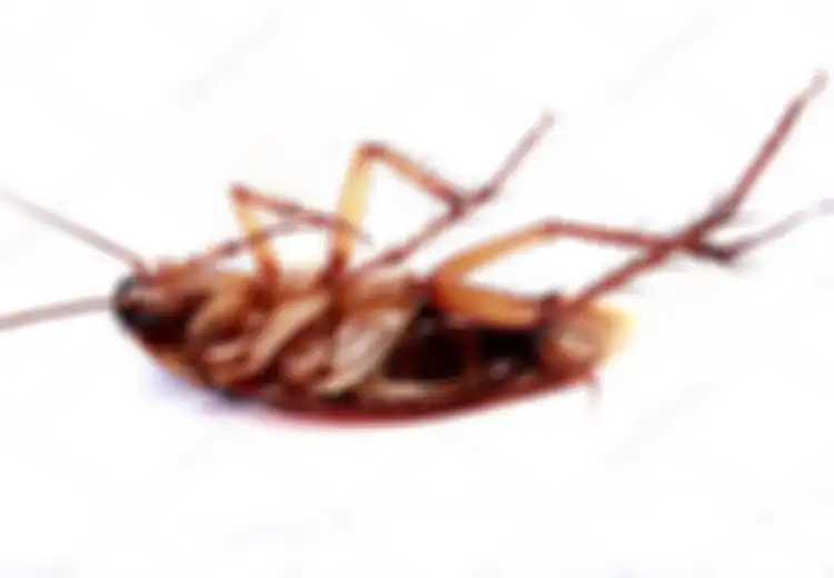 Tak Perlu Keluar Uang, Usir Kecoak dari Kamar Mandi dengan Sabun hingga Bawang Putih, Begini Caranya