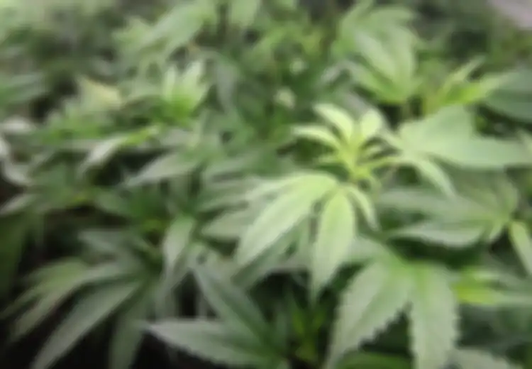 Pria di Banyumas Ditangkap karena Tanam Ganja untuk Obati Ibunya: Misteri Ganja Untuk Pengobatan Kanker dan Diabetes