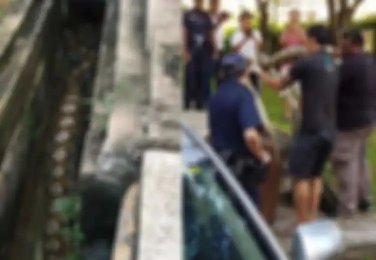 Bikin Resah Warga, Ular Piton 3 Meter Ditemukan dengan Perut 'Bengkak', Apa Isi Perutnya?