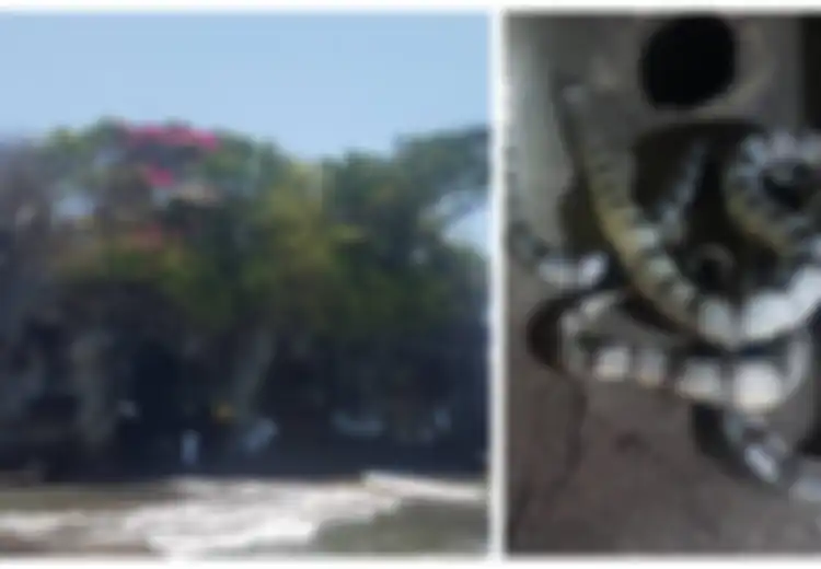 Dipercaya Sebagai Jelmaan dari Selendang Brahmana, Ular Suci Penjaga Pura Tanah Lot Bali, Tiga Kali Lebih Beracun dari Kobra tapi Tak Mau Menggigit Manusia