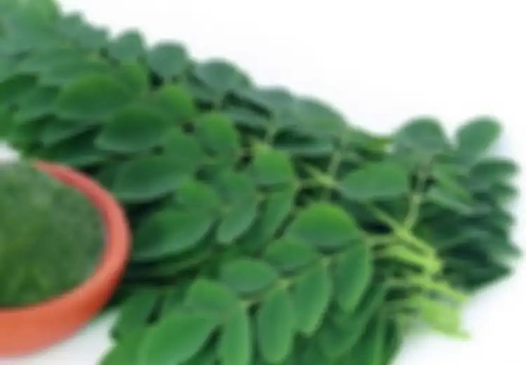 Sampai Diincar Orang Amerika dan Eropa, Terkuak Konsumsi Daun Kelor dengan Bahan Dapur Ini Ternyata Ampuh Lawan Penyakit-penyakit Mematikan, Intip Cara Pembuatannya