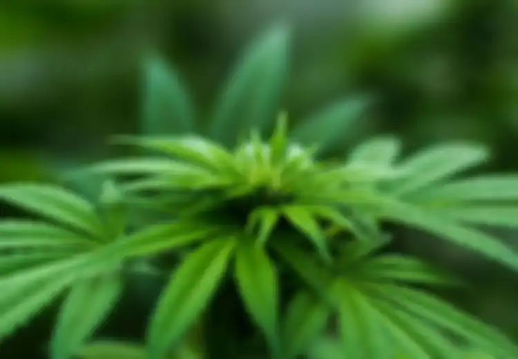 Pria Banyumas Ditangkap karena Tanam Ganja Demi Obati Ibunya: Ingatkan Kasus Fidelis dengan Nota Pembelaanya yang Menyentuh