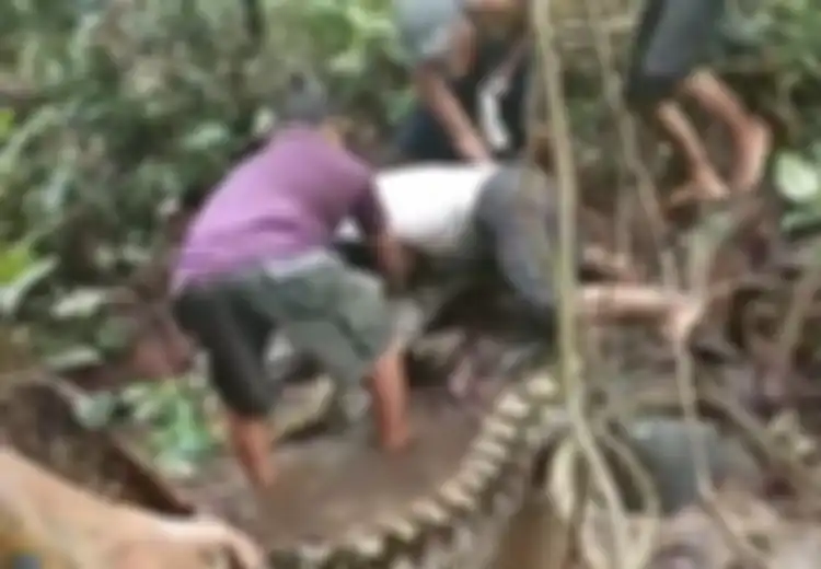 (Video) Warga Geger Berusaha Tangkap Ular Piton 8 Meter yang Melilit Kaki Seorang Pria!
