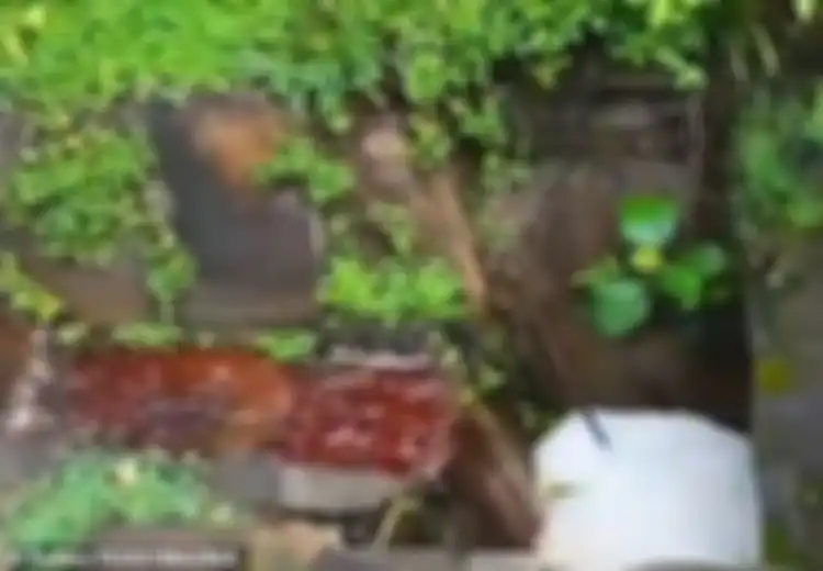 Darah Mengalir dari Rumah Kosong yang Terbengkalai, Terungkaplah Sebuah 'Misteri Mengerikan' yang Pernah Terjadi di Rumah Tersebut