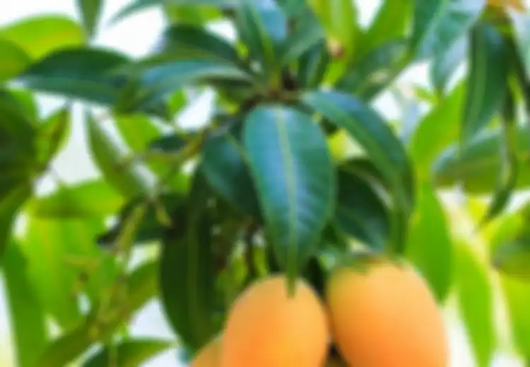 Termasuk Obati Diabetes, Ini 7 Manfaat Luar Biasa Daun Mangga!