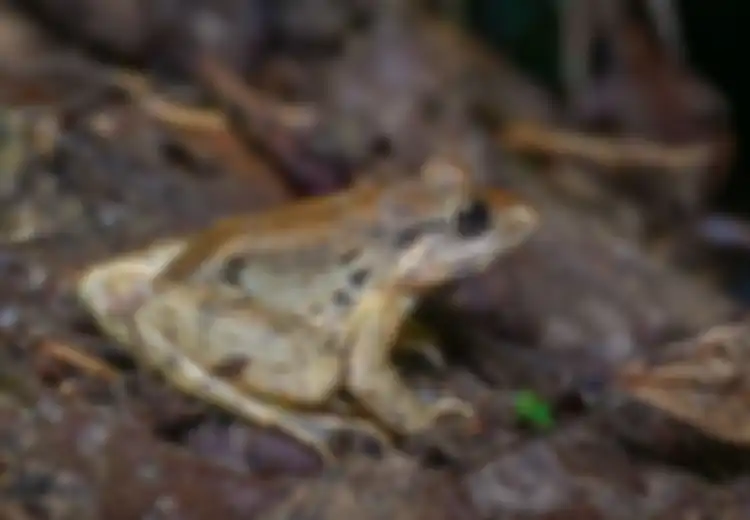 Bukannya Kabur, Belasan Katak Ini Justru Naiki Ular Pemangsanya, Banjir Jadi Alasannya