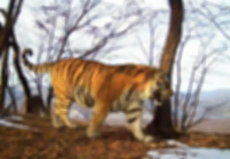 Trdengar Bunyi Berisik di Kandang, Siapa Sangka Warga Sumatera Utara Ini Temukan Harimau: 'Saya Bentak Dia Lah Waktu Itu'