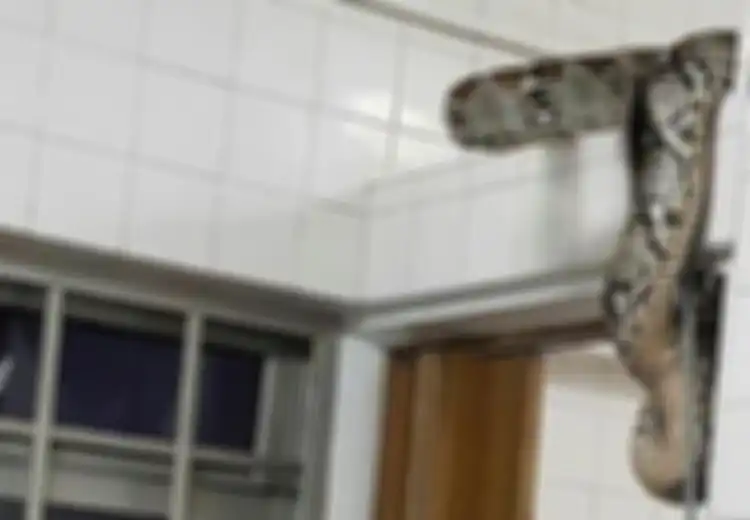 Istri Menjerit karena Ada Piton di Toilet, Petugas Datang Menolong Namun Tak Sanggup Mengatasinya Sendiri karena Terlalu Besar!