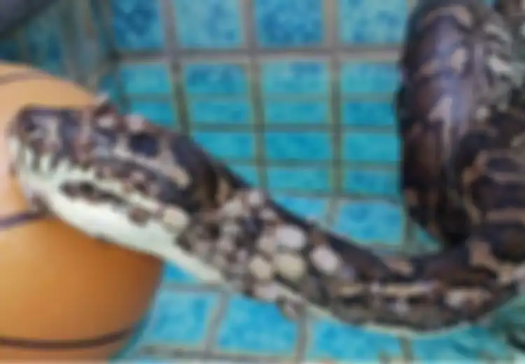 Terkenal Ganas, Piton Ini Justru Tak Berdaya saat 'Dikeroyok' oleh Kutu