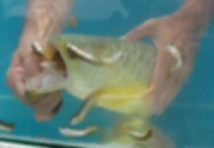 Beli Ikan Arwana dengan Harga Murah, Pria Ini Kaget Lihat Mulut Ikan Itu Tertutup, Dikira Sudah Mati Ternyata Isi Mulut Ikan Tersebut Langsung Membuatnya Kaya Mendadak
