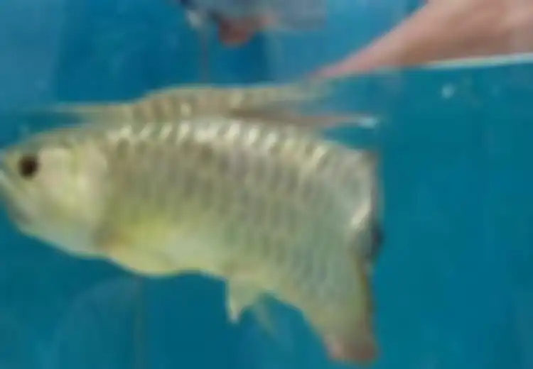 Takut Ikan Arwana yang Dibelinya Mati karena Mulutnya Tak Mau Terbuka, Setelah Dibuka Paksa Pria Ini Terkejut Melihat Isinya, Langsung Kaya Mendadak!