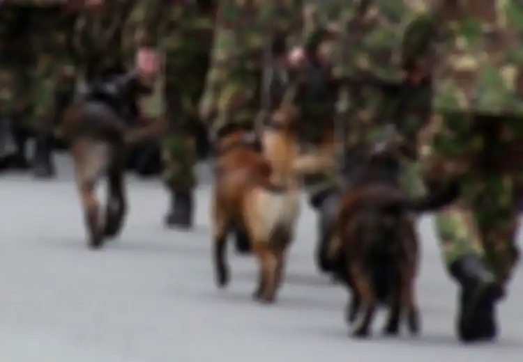 Ketika Uni Soviet Korbankan Anjing Untuk Lawan Tank Kuat Nazi Jerman