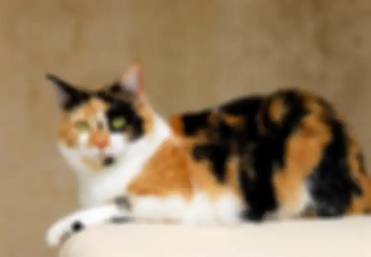 Kucing Tiga Warna; Merawat Kucing Calico yang Hamil, Lakukan Ini!