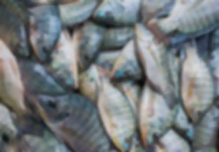 Suka Dikonsumsi Orang Indonesia, Waspadai 5 Hal Berikut Ketika Makan Ikan Mujair Karena Bisa Bawa Dampak Buruk Bagi Kesehatan!