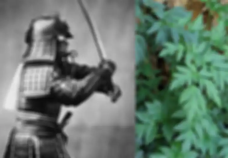 Biasa Tumbuh Subur di Mojokerto, Siapa Sangka Tanaman Ini Adalah Rahasia Awet Muda para Samurai Jepang
