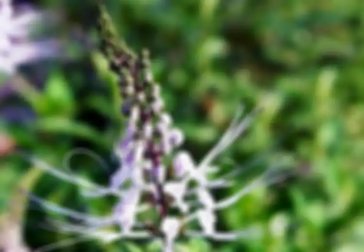 Kumis Kucing, Herbal Penyembuh Radang Ginjal Sampai Rematik