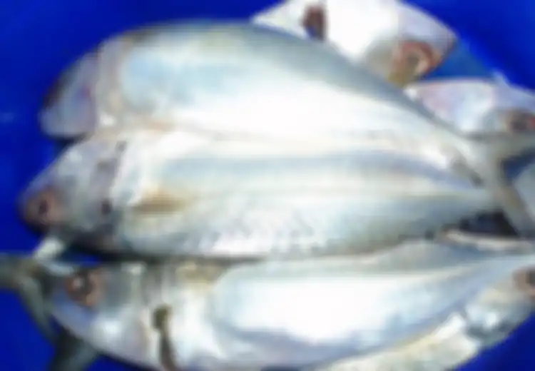 Beruntung Anda Bisa Mendapatkannya di Tukang Sayur, Ternyata Ikan yang Lebih Murah daripada Salmon Ini Seribu Kali Lebih Baik untuk Tingkatkan Kesehatan Jantung