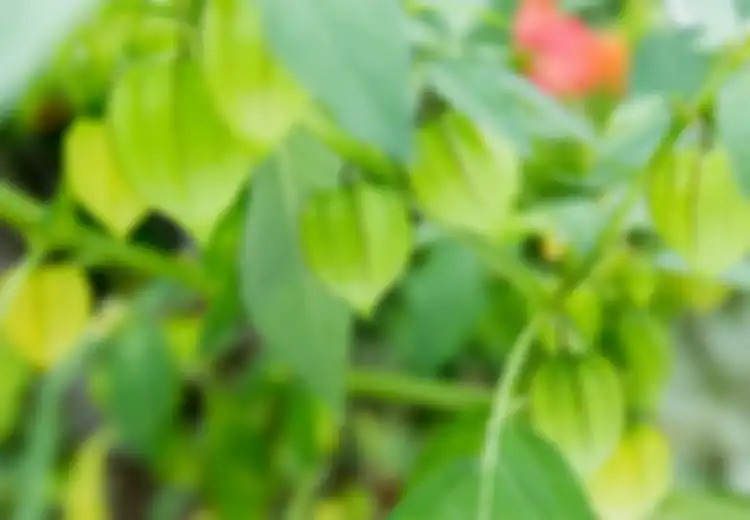 Dulu Bisa Mudah Ditemukan di Pinggir Sawah, Kini Harganya Luar Biasa, Ternyata Air Rebusan Tanaman Obat ini Ampuh Cegah Komplikasi Diabetes, Begini Cara Bikinnya