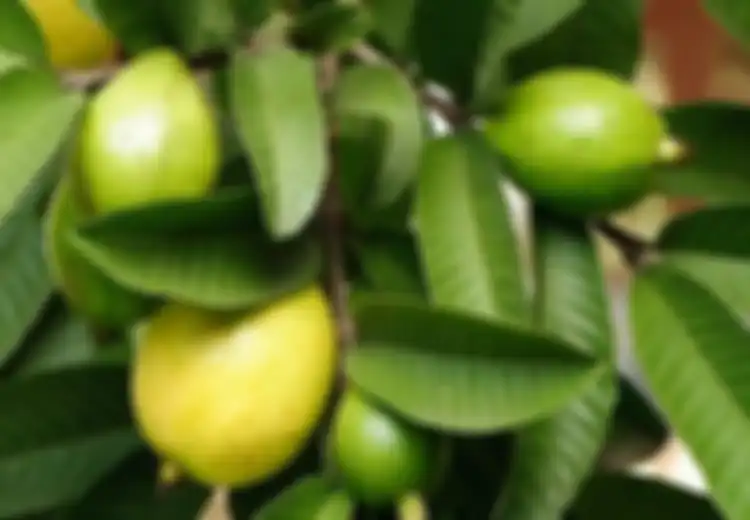 Ramuan Daun Jambu Biji untuk Mengatasi Diabetes, Begini Cara Membuatnya