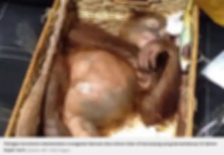 Orangutan dari Jawa Dibius dan Dimasukkan ke Dalam Kopor oleh Turis Asal Rusia yang Berusaha Menyelundupkannya