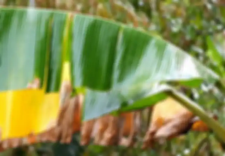 Siapa Sangka, Daun Pisang Memberi 8 Manfaat Luar Biasa Bagi Kesehatan dan Kecantikan