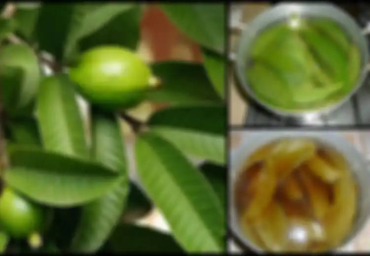 Ini 4 Manfaat 'Ajaib' Air Rebusan Daun Jambu, Begini Cara Membuatnya
