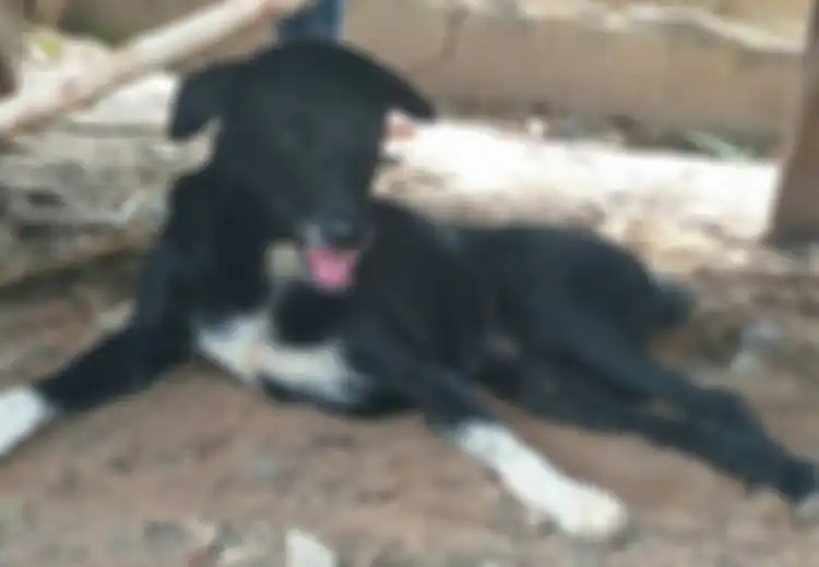 Berbanding Terbalik dengan Ibunya yang Menguburnya Hidup-hidup, Anjing Cacat Ini Justru Menjadi Penyelamat Si Bayi