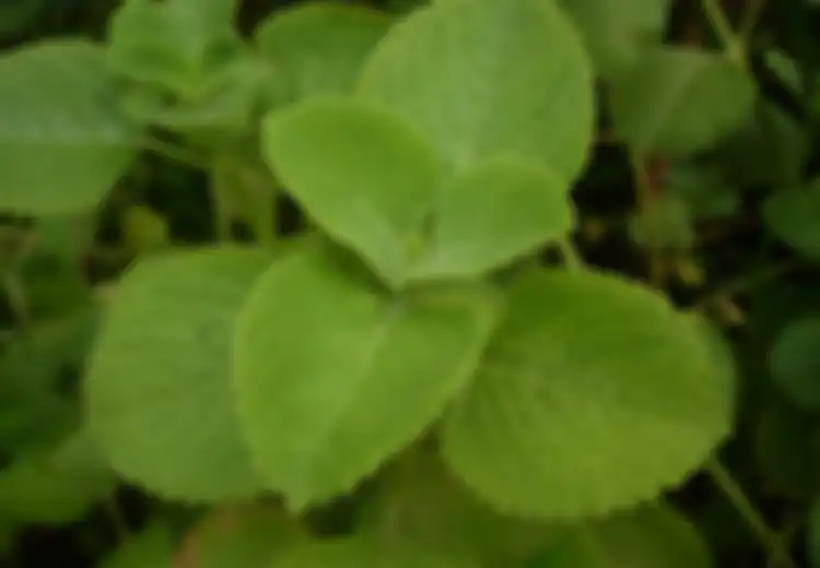 Air Susu Ibu Amis? Bisa Mencoba Resep Daun Jintan Ini