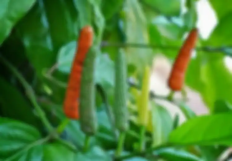 Bukan untuk Sambal, Tapi Cabai Jawa Bisa Obati Lesu sampai Sakit Perut