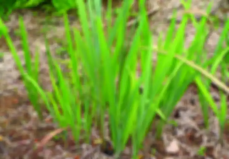 Herba Dringo, Dipercaya Jadi Obat Penenang! Ini Resepnya