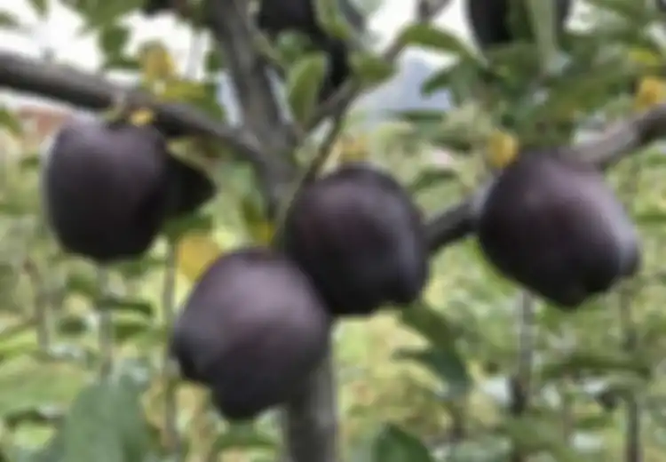 Apel Hitam Laku Dijual Rp 280 Ribu per Buah, Apa yang Membuatnya Teramat Istimewa?