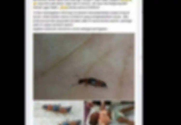 Fakta Seputar Semut Charlie yang Tengah Viral di Media Sosial