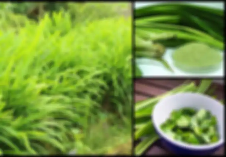 Pernah Coba Teh Pandan? Ternyata Manfaatnya Luar Biasa, Mulai Obati Saraf Lemah Hingga Cegah Rambut Rontok