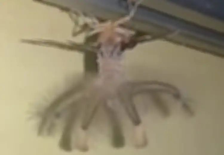 (Video) Makhluk Seperti Alien Tertangkap Kamera di Langit-langit Rumah Pria Asal Bali Ini, Apakah Itu?