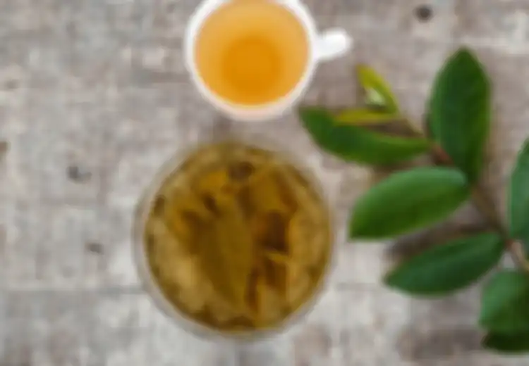 Sungguh Melegakan, Risiko-risiko Penyakit Ini Bisa Dikurangi dengan Minum Air Rebusan Daun Jambu Biji, Begini Cara Membuatnya!