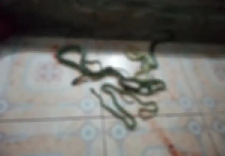 Hati-hati, Kebiasaan yang Sering Dilakukan Kebanyakan Orang Ini Ternyata Bisa Bikin Ular Masuk Ke Rumah Anda