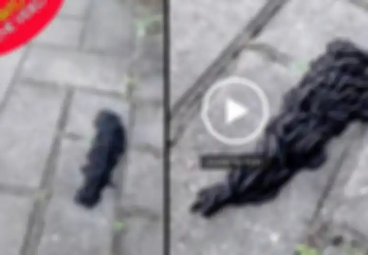 (Video) Ketika Ratusan 'Cacing Hitam' Bekerja Sama untuk Membentuk Makhluk Besar yang Membingungkan