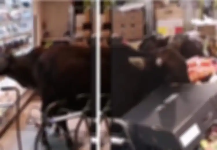 (Video) Segerombol Sapi Menerobos Masuk Supermarket dan Makan Semua Buah Serta Sayuran, Para Pengunjung Hanya Menontonnya