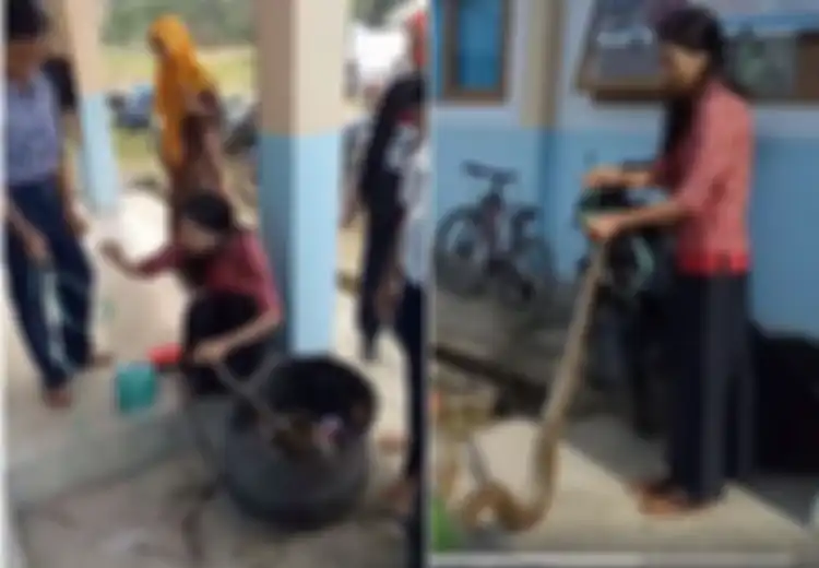 Viral Ibu Guru di Sulawesi Tangkap Ular Piton yang Masuk ke Sekolah, Cukup Pakai Tangan Kosong