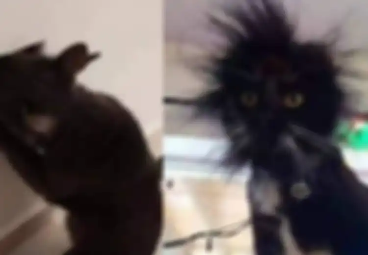 Penasaran dan Memutar-mutar Kepala dalam Sumber Listrik, Kucing Ini Tersetrum Ringan, Ada-ada Saja!