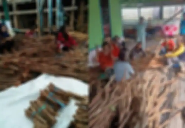 Viral Tanaman Bajakah Bisa Sembuhkan Kanker, Kini Banyak Dijual dengan Harga Jutaan, Tapi Jangan  Asal Mengonsumsinya