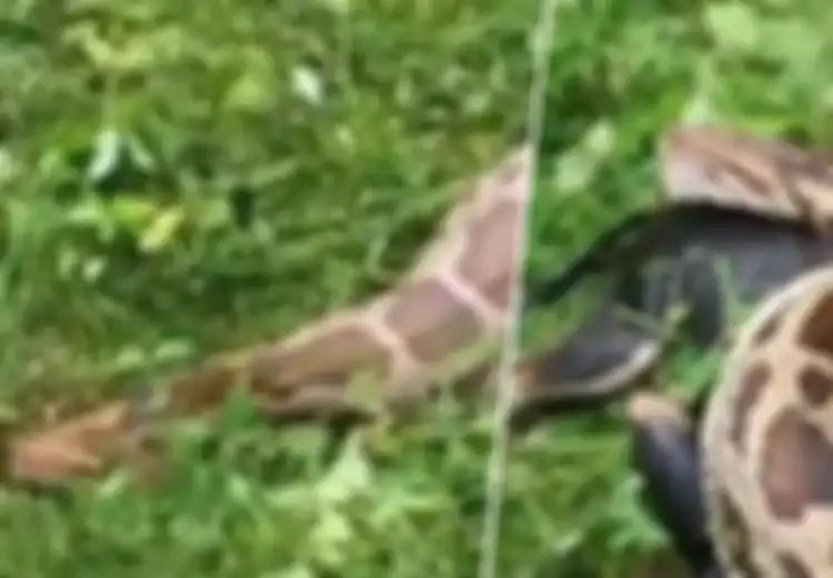 Langka, Beredar Video Ular Python Muntahkan Seluruh Tubuh Anjing yang Telah Dimangsanya