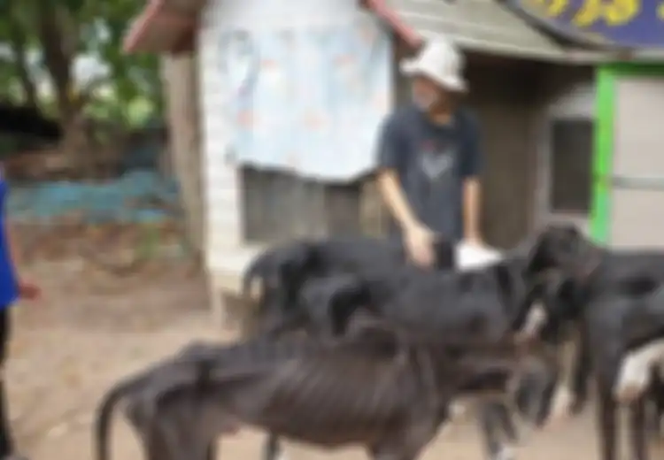 (FOTO), Mengerikan, Beginilah Kondisi Anjing-anjing yang Seperti Kerangka Hidup Setelah Pemiliknya Alami Hal Ini