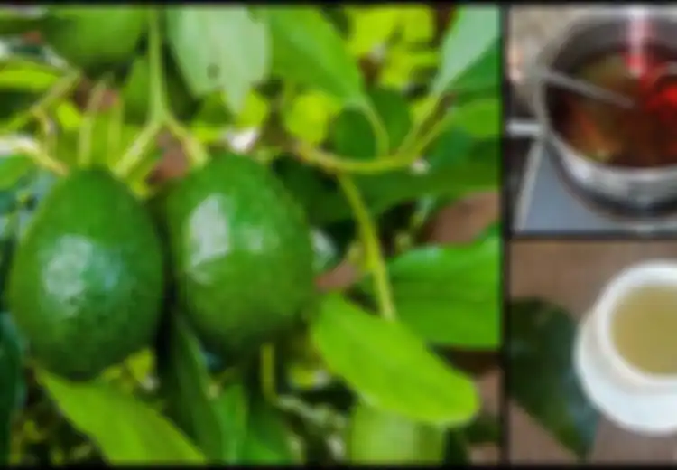 Jadikan Teh dan Konsumsi Daun Alpukat Setiap Hari, Salah Satu Manfaatnya Dapat Mencegah Kanker!