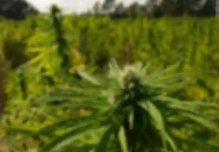 Mati-matian Tutupi Keterlibatannya Sebagai Pemasok Ganja, Perbuatan Ibu Ini Terbongkar Karena Perkataan Polos Anaknya ke Petugas Polisi
