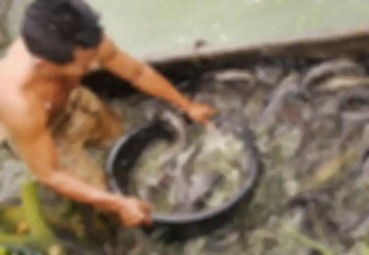 Jangan Mau Kena Hoax! Disebut-sebut Bisa Sebabkan Kanker Karena Ikan Lele Makan Kotorannya Sendiri, Ahli Bongkar 1 Fakta Sebenarnya Ini