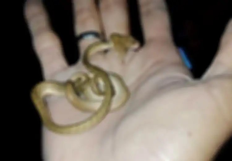 Viral Ular Berkepala Dua di Bali, Peneliti: 'Ini Sama Seperti Manusia Kembar Siam'